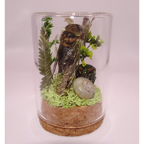 Cicada June Bug Snail Shell Luna Moth Wing Dried Flowers Oddity Jar taxidermy - Picture 12 of 14